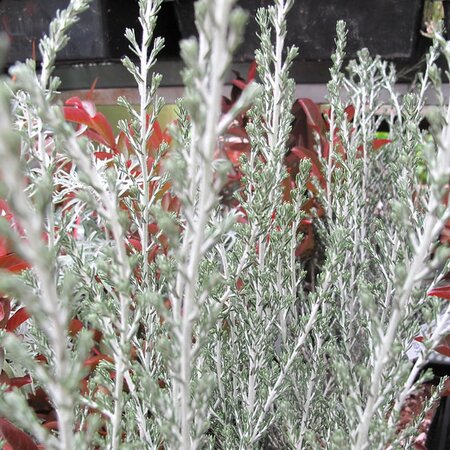 Ozothamnus 'Sussex Silver' - Photo by Megan Hansen (CC BY-SA 2.0)
