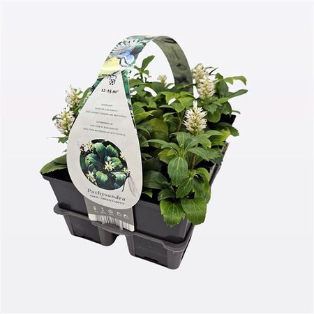 Pachysandra 'Green Carpet' - Image courtesy of Pannebakker