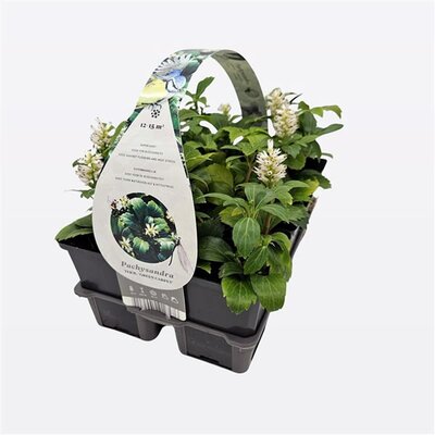 Pachysandra 'Green Carpet' - Image courtesy of Pannebakker