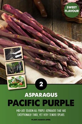 Pacific Purple - Image courtesy of Kapiteyn