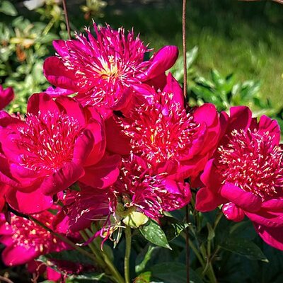 Paeonia 'Big Ben' (3 Litre pot)