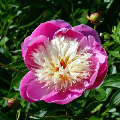 Paeonia "Bowl of Beauty" -  Image by Marisa04 from Pixabay