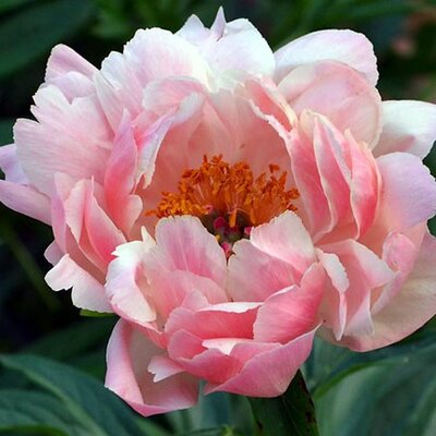 Paeonia 'Coral Charm' (3 Litre pot)