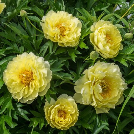 Paeonia 'Bartzella' - Photo by F. D. Richards (CC BY-SA 2.0)