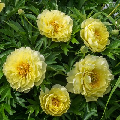 Paeonia 'Bartzella' - Photo by F. D. Richards (CC BY-SA 2.0)