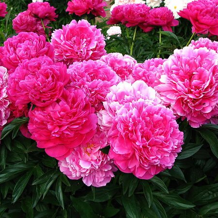 Paeonia Kansas (3L pot)