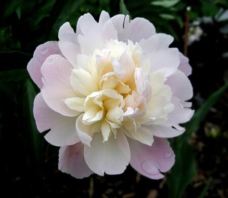 Paeonia 'Angel Cheeks' - Image by Irenelik from Pixabay 