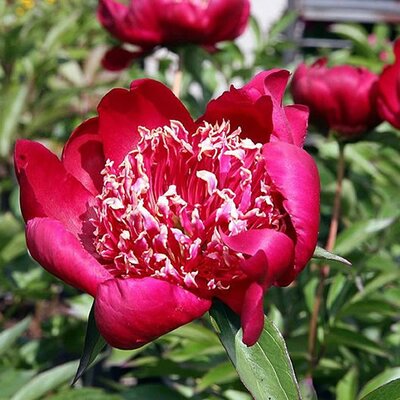 Paeonia 'Nippon Beauty' (3 Litre pot)