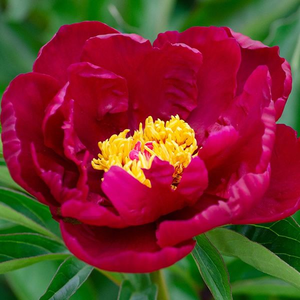 Paeonia officinalis 'Mollis' Image by Katharina N. from Pixabay