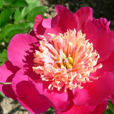 Paeonia Lactiflora 'Tom Cat' - Image courtesy of Kannakin (Finland)