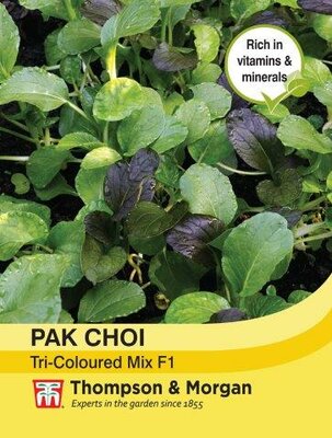 Pak Choi (Chinese Cabbage) Tricoloured Mix F1 Hybrid - image 1