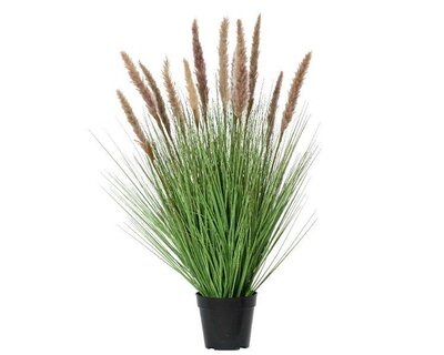 Pampas grass in pot