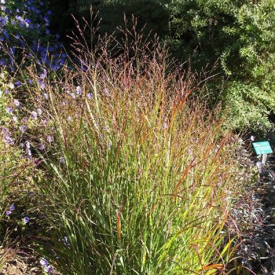 Panicum Virgatum “Shenandoah” - Photo by Andrey Zharkikh (CC BY-SA 2.0)