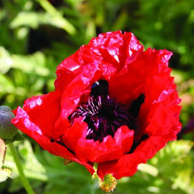 Papaver or. "Beauty of Livermere" - Photo by Steve Law (CC BY-SA 2.0)