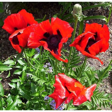 Papaver ori. 'Beauty of Livermere' - Photo by Steve Law (CC BY-SA 2.0)