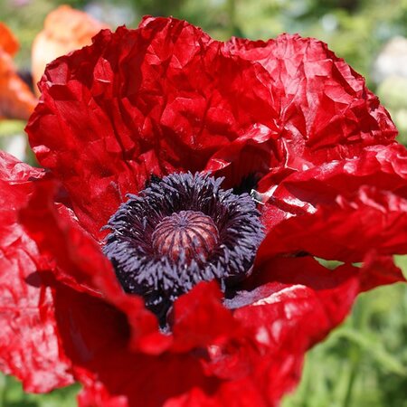 Papaver 'Red Rumble' - Image by waltersgreenhouse from Pixabay 