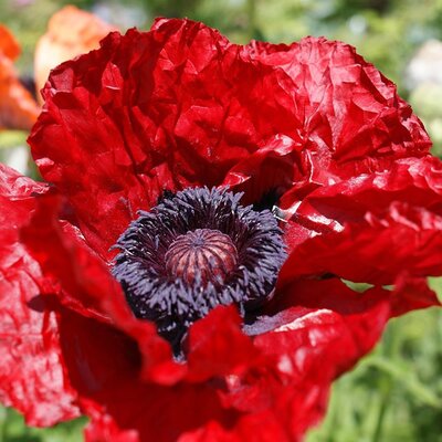 Papaver 'Red Rumble' - Image by waltersgreenhouse from Pixabay 