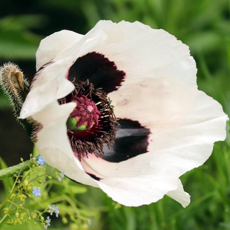 Papaver or. "Royal Wedding" - Image by Manfred Richter from Pixabay