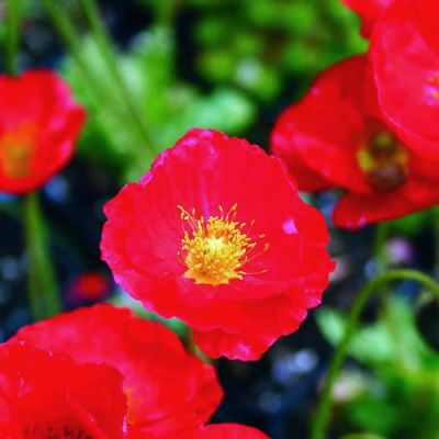 Papaver 'Spring Fever Red' (2L pot)