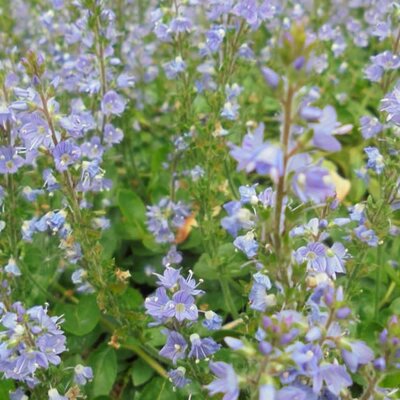 Parahebe 'Blue Avalanche' - Extract from public image here under fair use