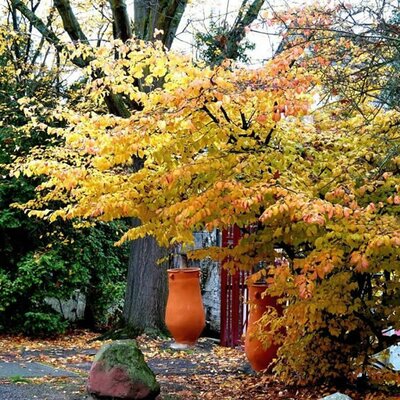 Parrotia persica - Photo by Annemarie Ahrens-Stehle (CC0)