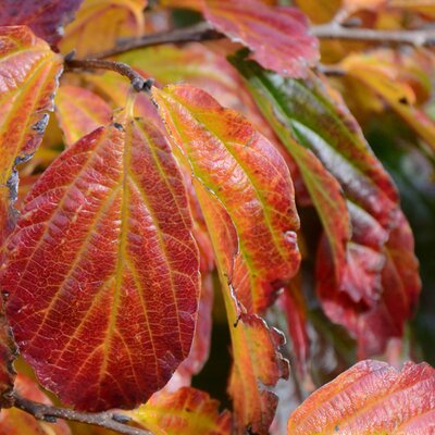 Parrotia persica 'Persian Spire' - 