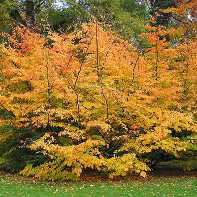 Parrotia “Vanessa” - Photo by Jean-Pol GRANDMONT (CC BY-SA 3.0)