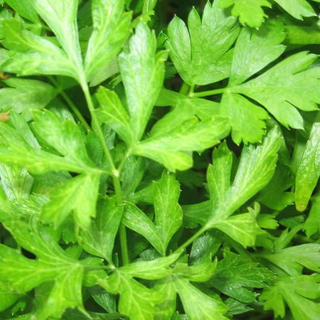 Flat-leaf Parsley - Photo by Celestebryant (CC BY-SA 3.0)