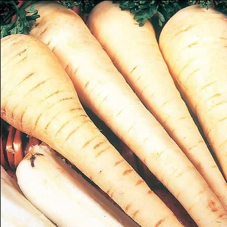 Parsnip White Gem