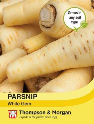 Parsnip White Gem - image 1
