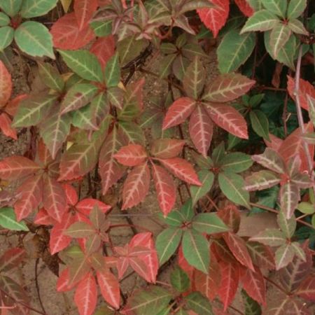 Parthenocissus henryana (2L pot) - Photo by Leonora (Ellie) Enking (CC BY-SA 2.0)