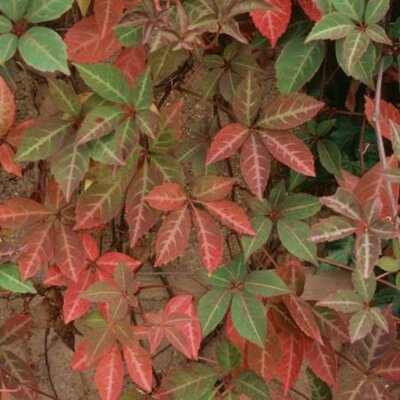 Parthenocissus henryana (2L pot) - Photo by Leonora (Ellie) Enking (CC BY-SA 2.0)