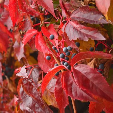 Parthenocissus 'Red Wall' - Image courtesy of pxfuel