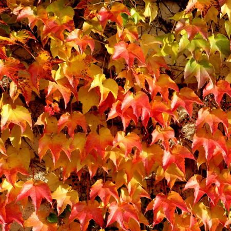 Parthenocissus 'Veitchii' - Image by _Alicja_ from Pixabay