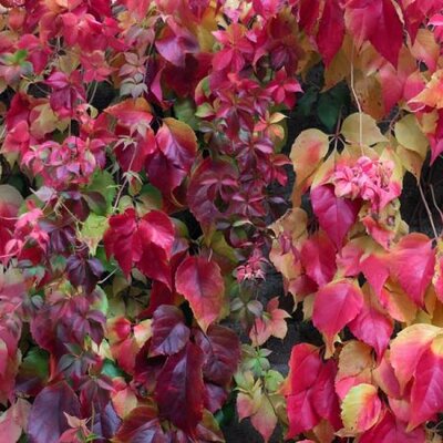 Parthenocissus Veitchii - Image by _Alicja_ from Pixabay