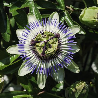 Passiflora caerulea - Photo by Franz van Duns (CC BY-SA 4.0)