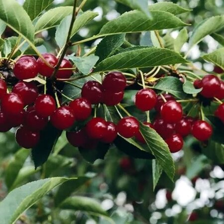 Patio Cherry 'Piemont' with 30cm stem - Public image here under fair use