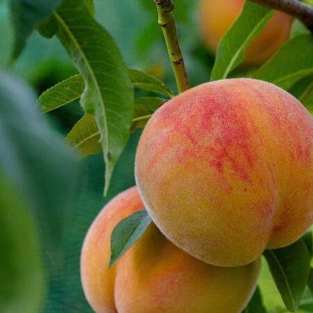 Patio Peach 'Bonanza' with 30cm stem - Image by Katharina N. from Pixabay 