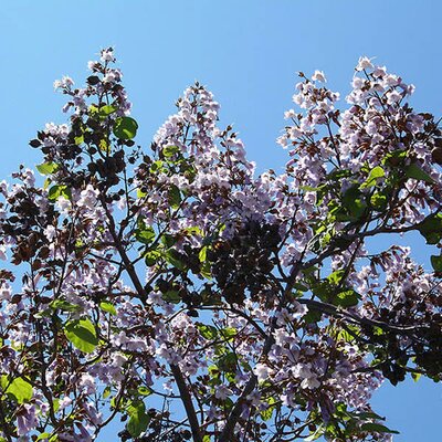 Paulownia tomentosa - Photo by Jean-Pol GRANDMONT (CC BY-SA 3.0)