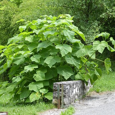 Paulownia tomentosa - Photo by Syrio (CC BY-SA 4.0)