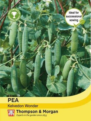 Pea Kelvedon Wonder - image 1