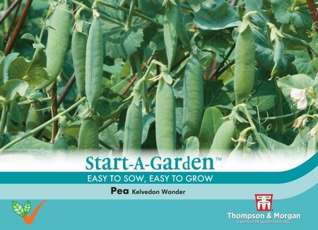 Pea Kelvedon Wonder - image 1