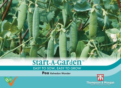 Pea Kelvedon Wonder - image 1