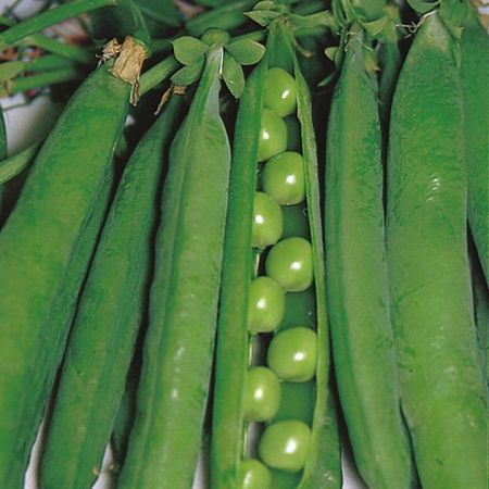 Pea (Maincrop) Hurst Greenshaft