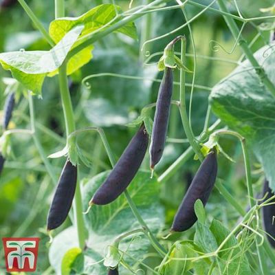 Pea Snap Climbing Purple Magnolia