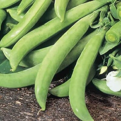 Pea (Sugar) Delikett (snap) - image 1