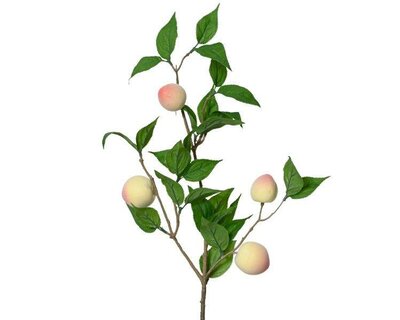 Peaches on stem with leaves