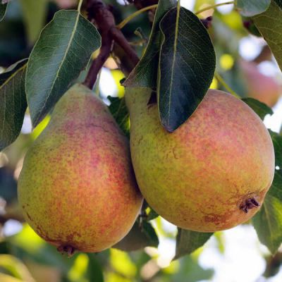 Pyrus 'Clapps Favourite' - Public Image here under fair use