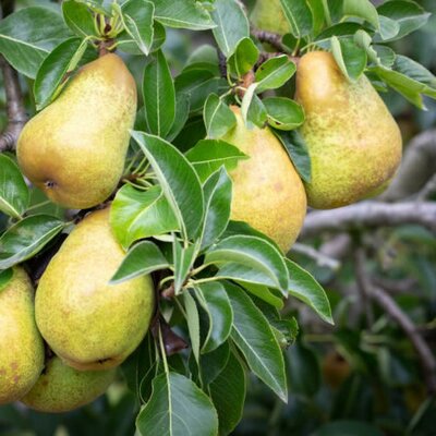 Pear 'Williams' -