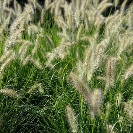 Pennisetum 'Hameln' - Photo by David J. Stang (CC BY-SA 4.0)